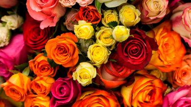Photo of La rosa ecuatoriana gana competitividad en el mercado estadounidense